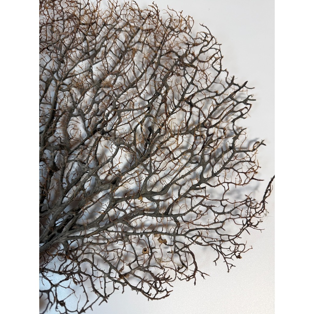 Gorgonia Sea Fan Costal Decor Item Vintage 18" x 13.5" ***BIG*** - Picture 2 of 9